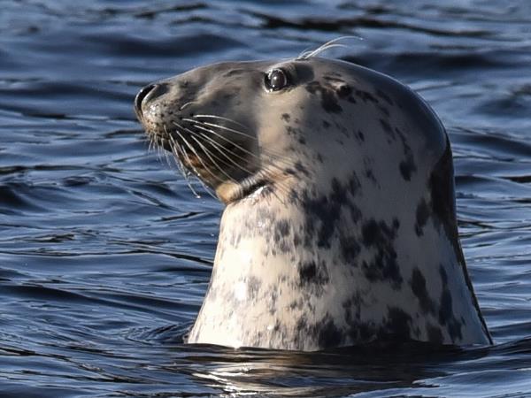 Hebrides cruise, Mull, Islay, Luing, Shuna and Jura