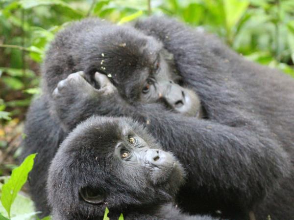 Uganda classic primate safari vacation