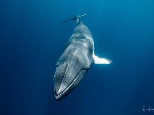 Swim with Dwarf Minke Whales, Great Barrier Reef