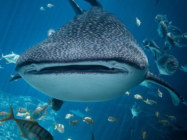 Cancun whale shark vacation, Mexico