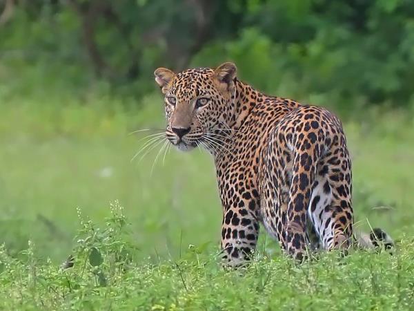 Wildlife photography tour in Sri Lanka