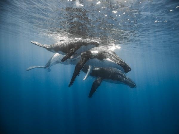 Tahiti whale swim & wildlife vacation