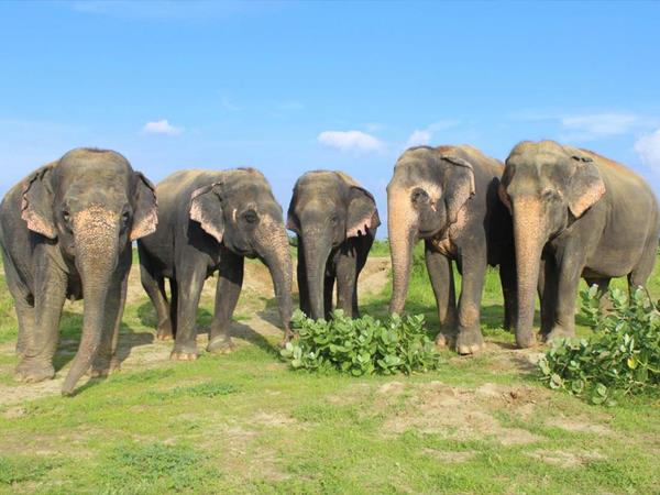 Wildlife and cultural tour in India 