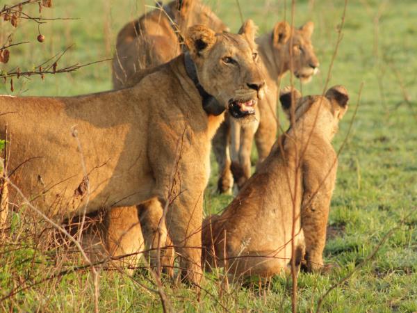 Gorillas and Masai Mara wildlife vacation