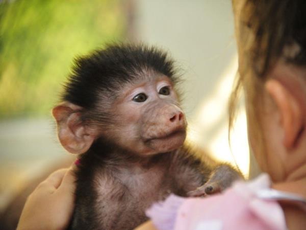 Volunteer with monkeys in South Africa