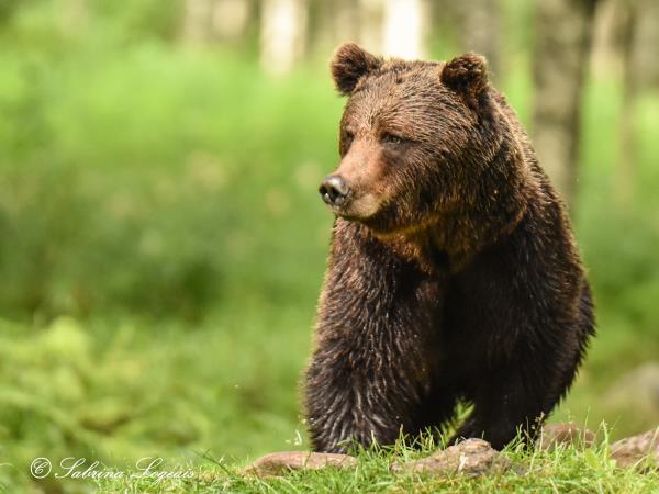 Bear watching vacations in 2024 & 2025