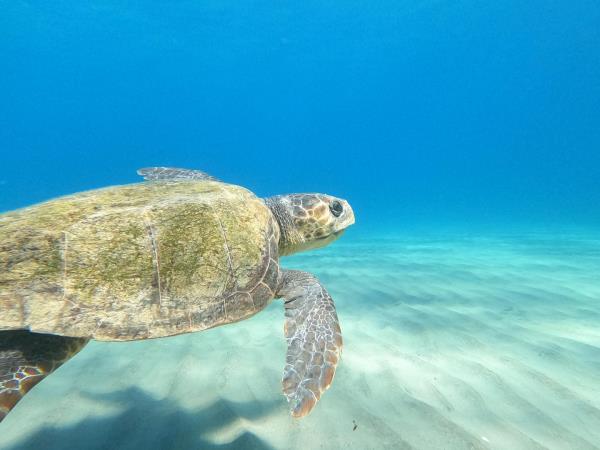 Greece, turtle volunteering for families