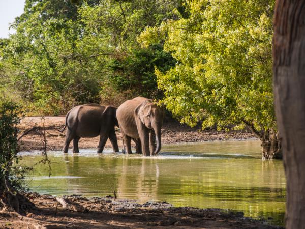 Sri Lanka family adventure holidays