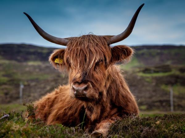 Walk The West Highland Way, Scotland