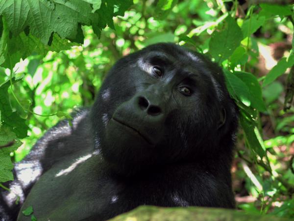 Luxury gorilla tracking by road, Uganda
