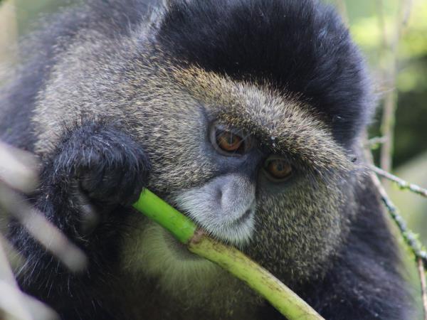 Rwanda express wildlife tour