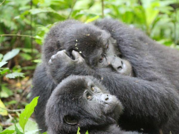 Luxury gorilla and wildlife vacation, Uganda