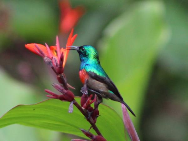 Bird watching and primate vacation in Uganda