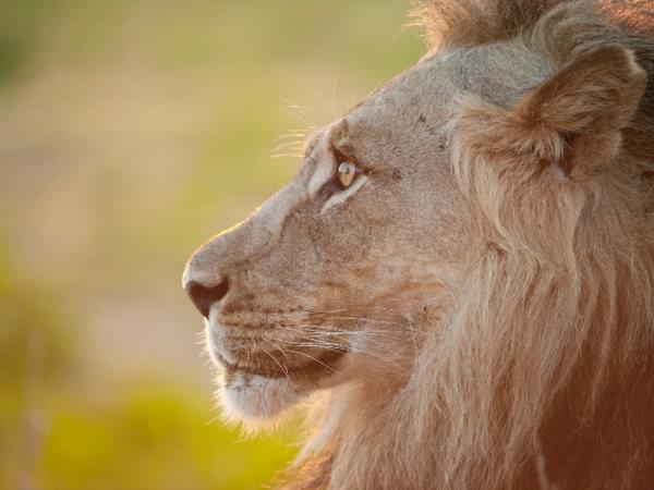 Trans Kalahari camping safari, Botswana
