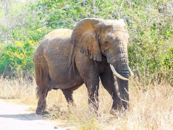 Akagera NP wildife tour, Rwanda