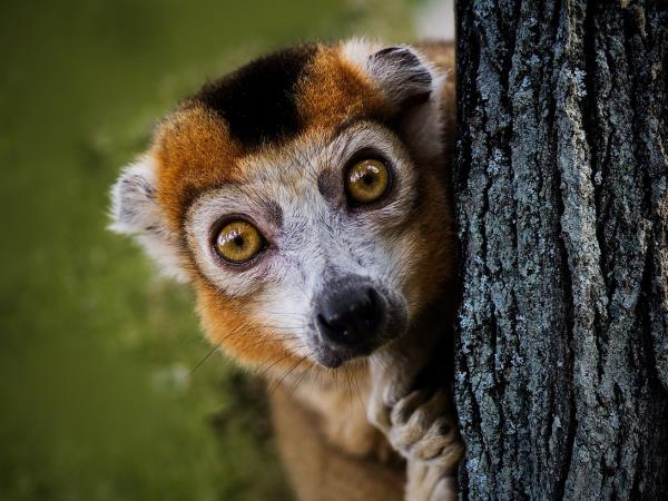Rare wildlife vacation, Madagascar