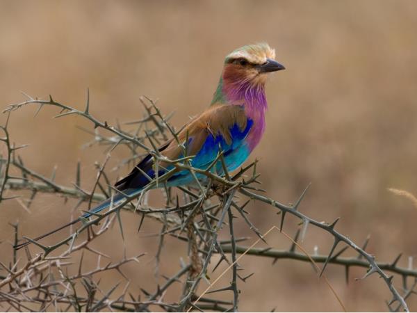 Bird watching and safari vacation, Tanzania