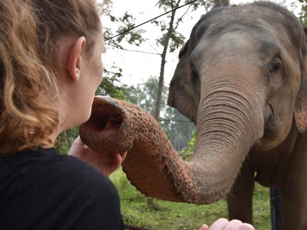 Elephant conservation vacation, Thailand