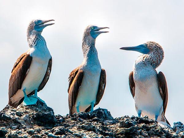 Galapagos Islands small ship cruise vacation