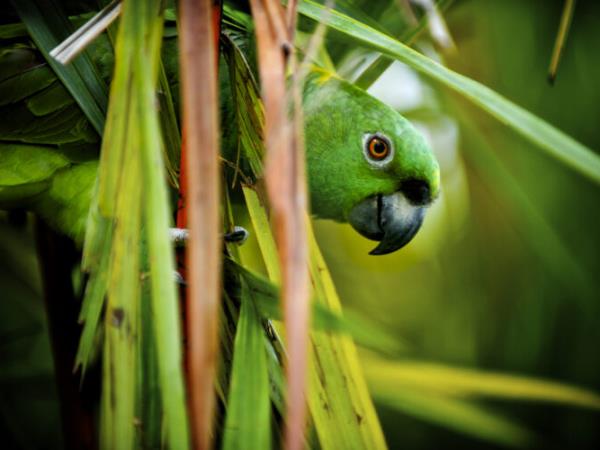 Rare wildlife vacation, Costa Rica