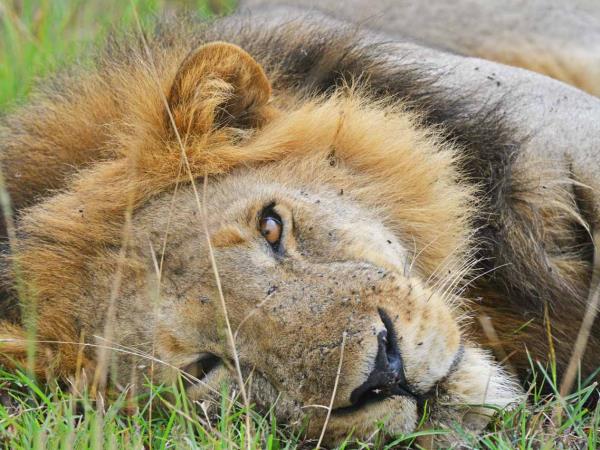 All inclusive Uganda family safari vacation