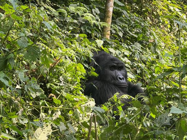 Luxury gorilla fly in safari, Uganda