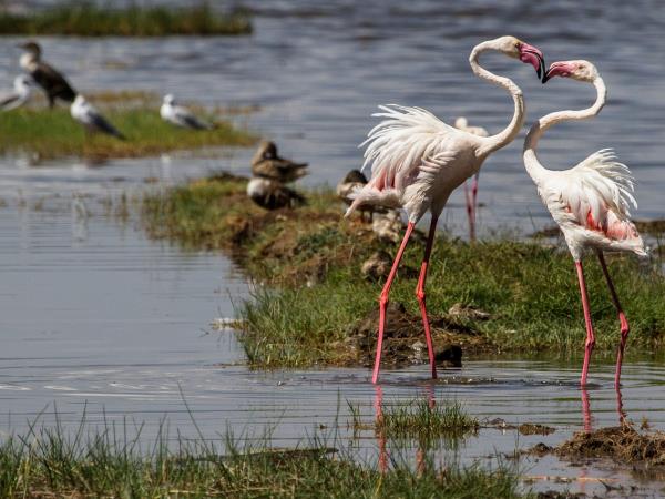 Ultimate Kenya honeymoon