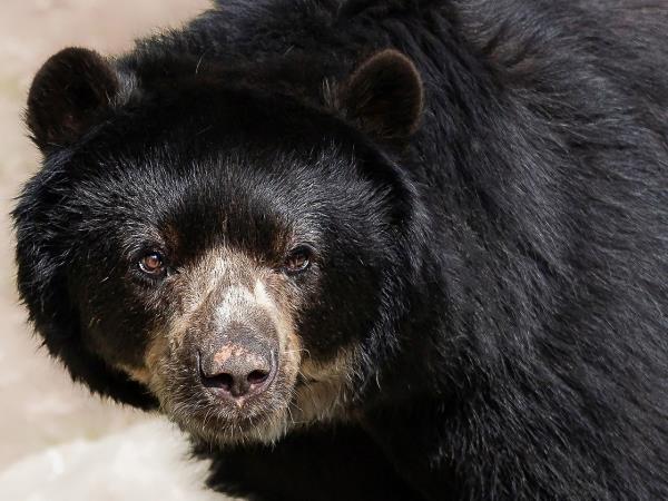 Galapagos and Ecuador bear watching vacation