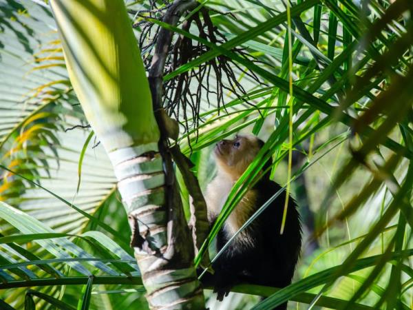 Classic Costa Rica vacation