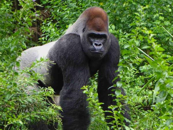 Gorillas & hiking Uganda’s Rwenzori Mountains