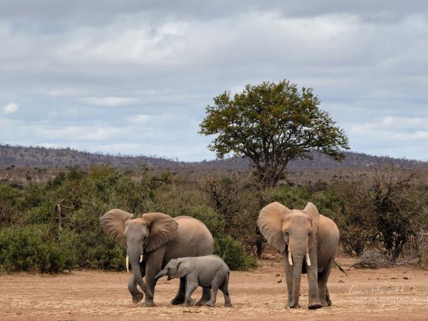 Photo Safari in Botswana