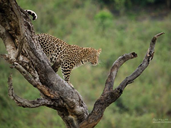 Tanzania photography safari tour 