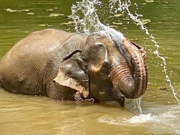 Elephant adventure vacation, Laos