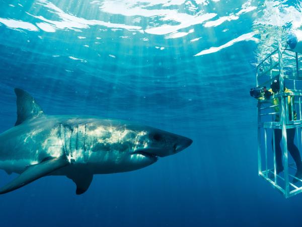 Marine conservation vacation, South Africa 