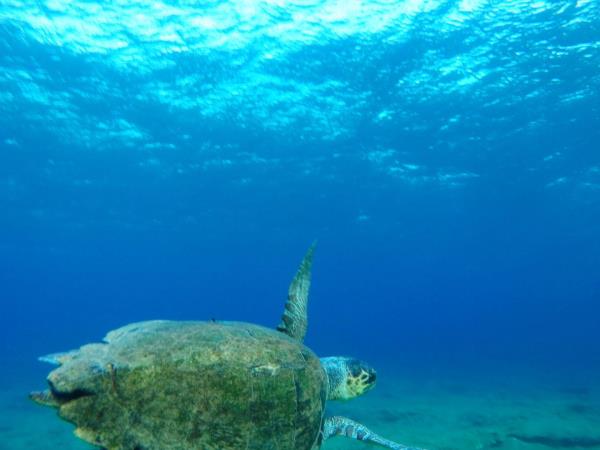 Marine and coastal conservation vacation, Greece