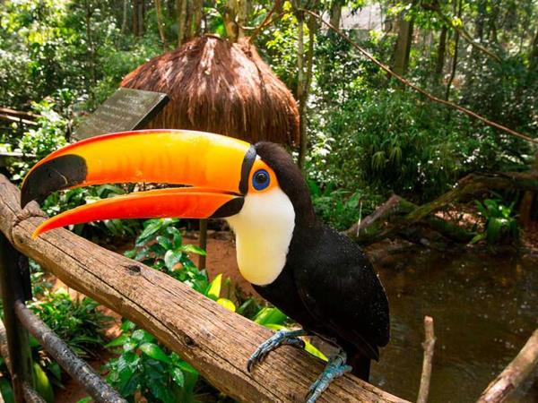 Brazil budget vacation, Pantanal and Iguazu