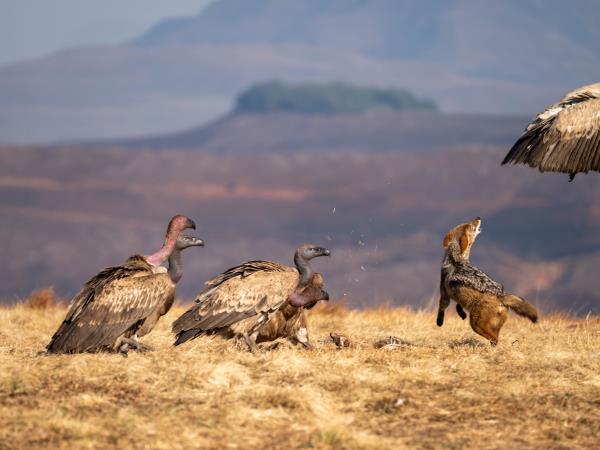 Bearded vulture conservation vacation, South Africa