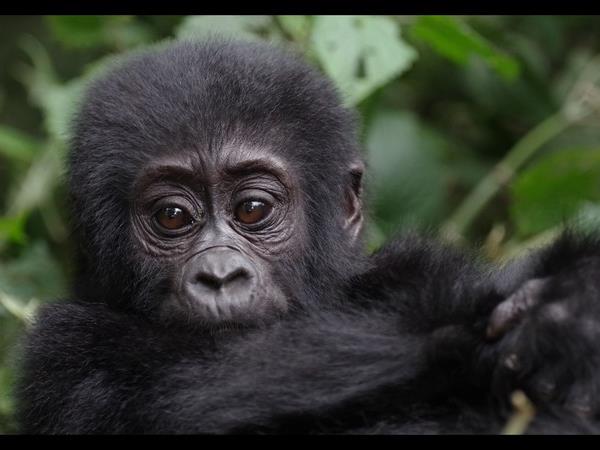 Ultimate Uganda, small group tour