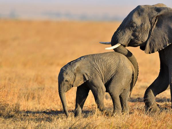 Kenya safari tour, north and south