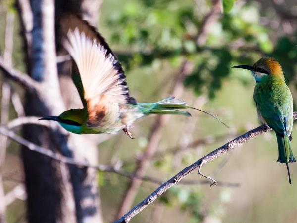 Sri Lanka birding & cultural tour