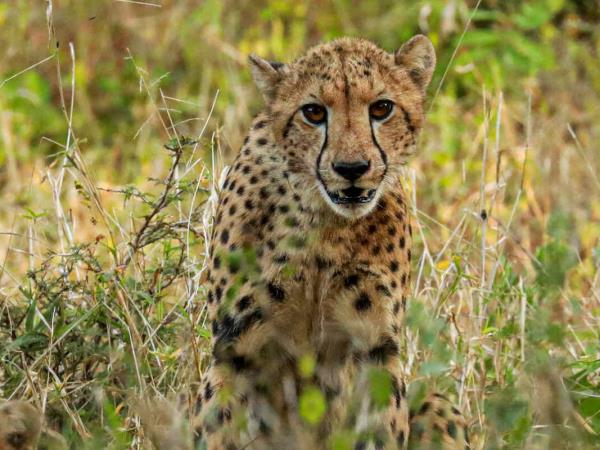 Malawi small group safari