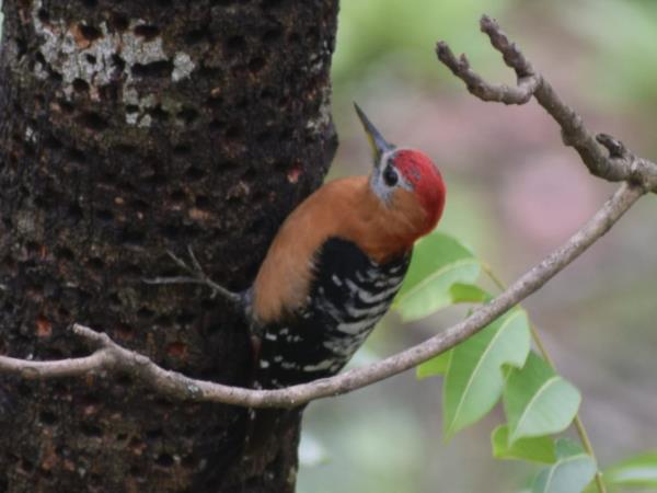Binsar birding festival tour in India
