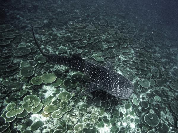 Maldives whale shark conservation snorkelling cruise