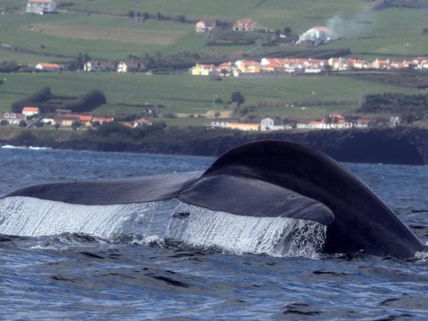 Azores whale and dolphin watching vacation
