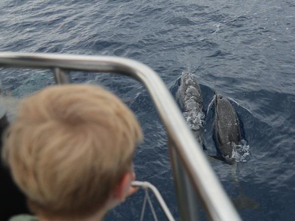Family whale and dolphin vacation in the Azores