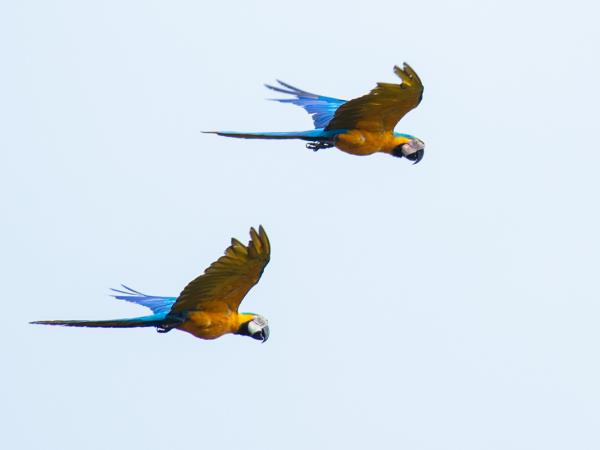 Amazon river expedition