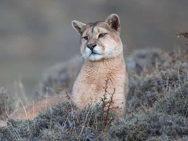 South America big cat expedition