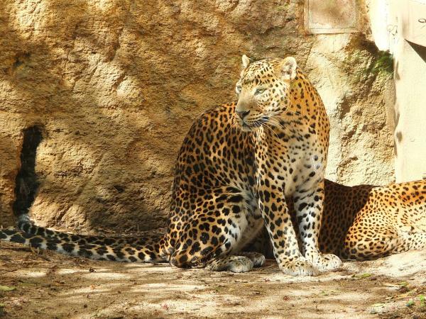 Sri Lanka culture and wildlife boutique vacation