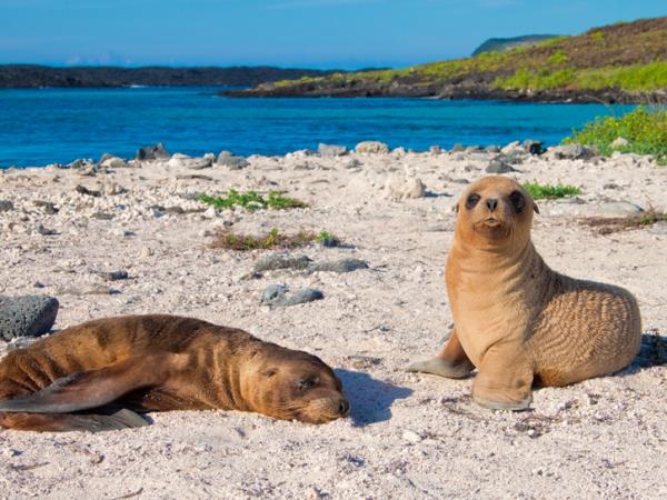Ecuador and Galapagos family vacation