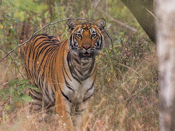 India safari vacation, lions tigers & bears